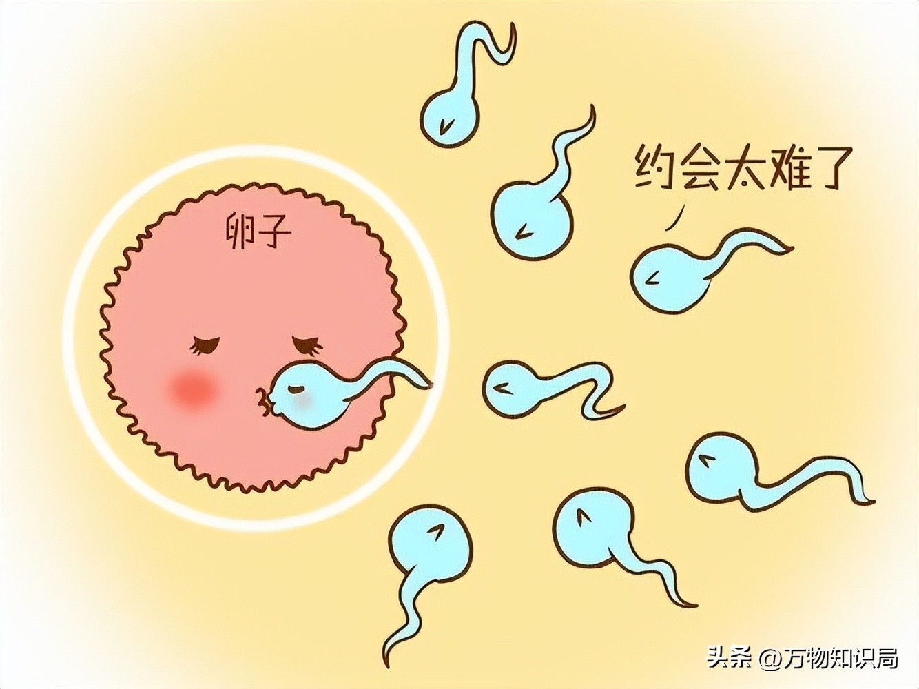 进入女性体内后，没“受精”成功的精子都去哪儿了？既好笑又心疼