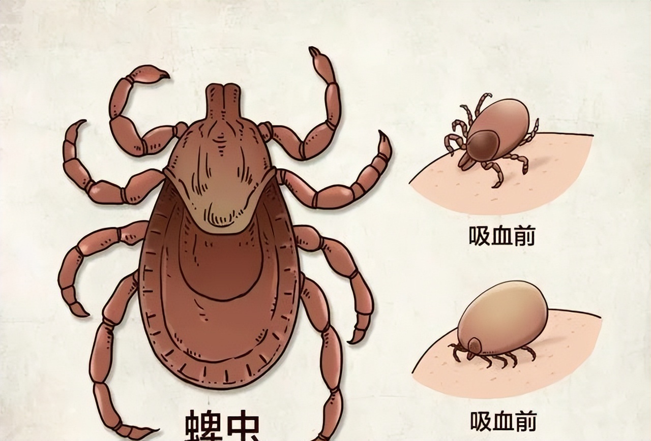 蜱虫致4位老人死亡,河南又一老人因蜱虫病死亡