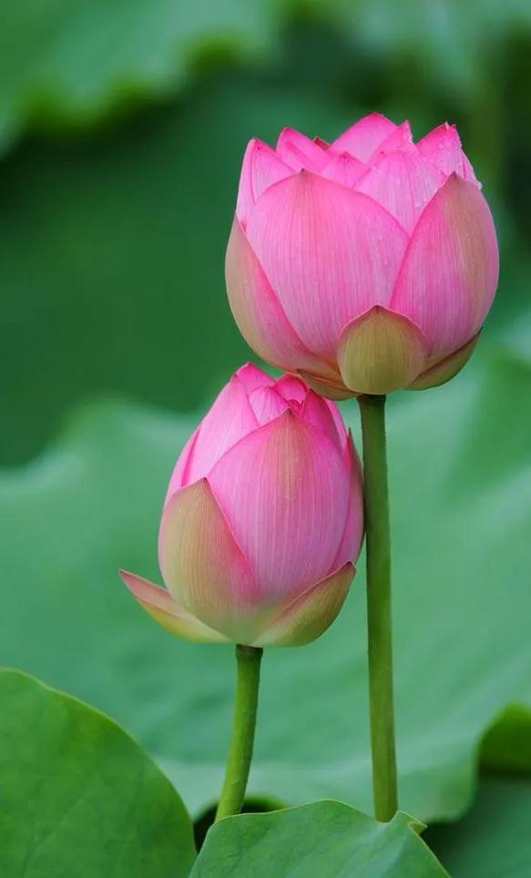 漂亮美丽的荷花壁纸,雨中荷花壁纸荣盛城
