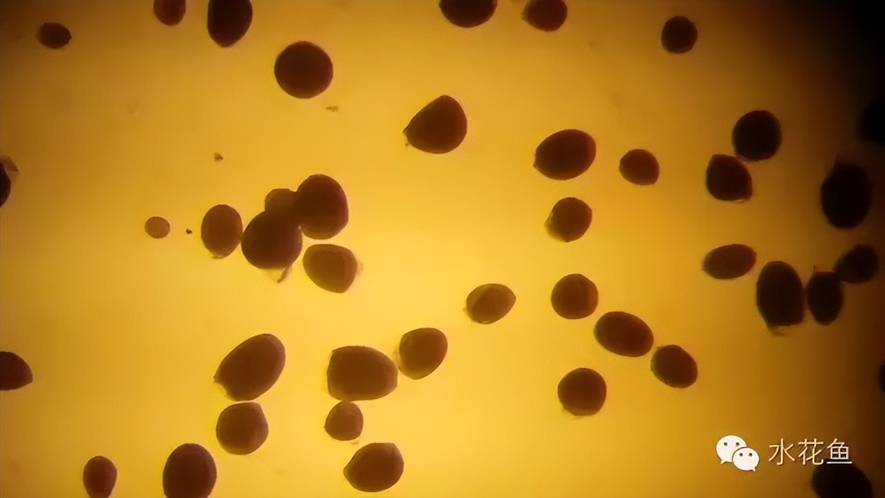 鱼常见的寄生虫以及症状,怎么区分鱼身上的钉虫和孢子虫