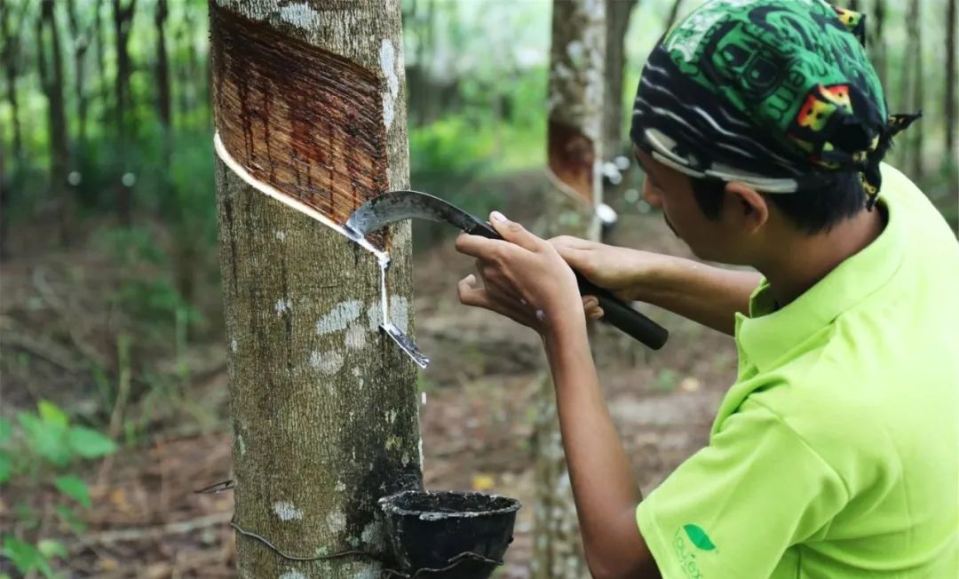 邓禄普乳胶枕前十名排行榜,乳胶枕十大名牌