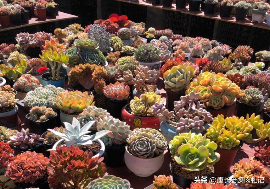 10种圆滚滚的多肉,10种漂亮多肉植物