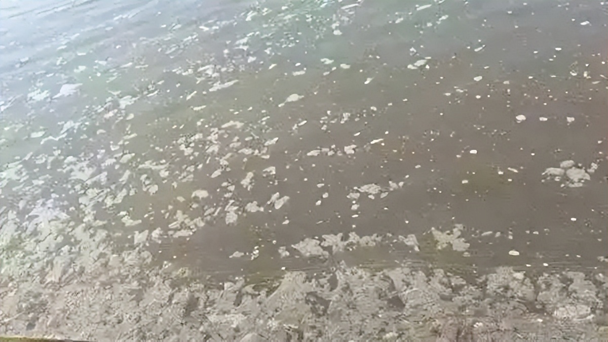 鱼吃食吞不下怎么办,鱼吃食胀胃怎么办