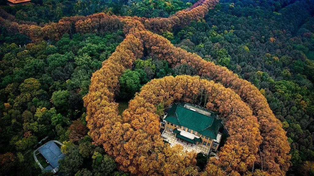 南京的法国梧桐秋天图片,南京法国梧桐秋天