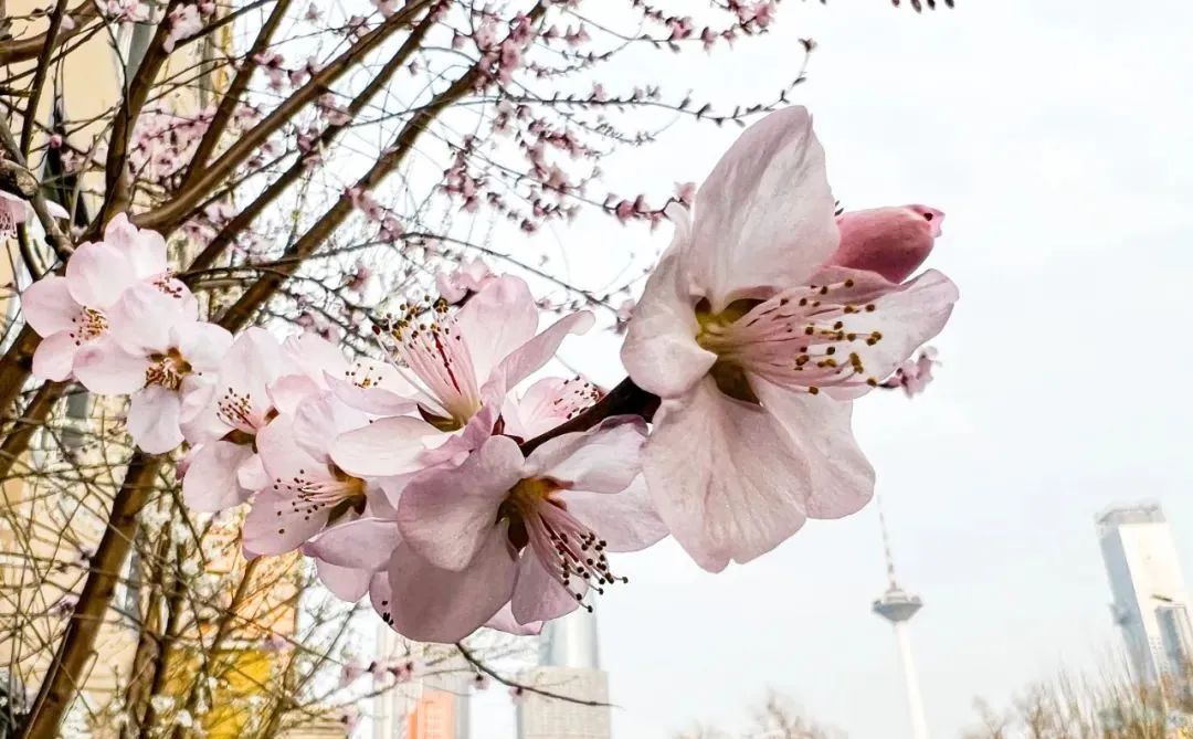 沈阳最近郊游最佳地点,沈阳湿地公园丹顶鹤放飞