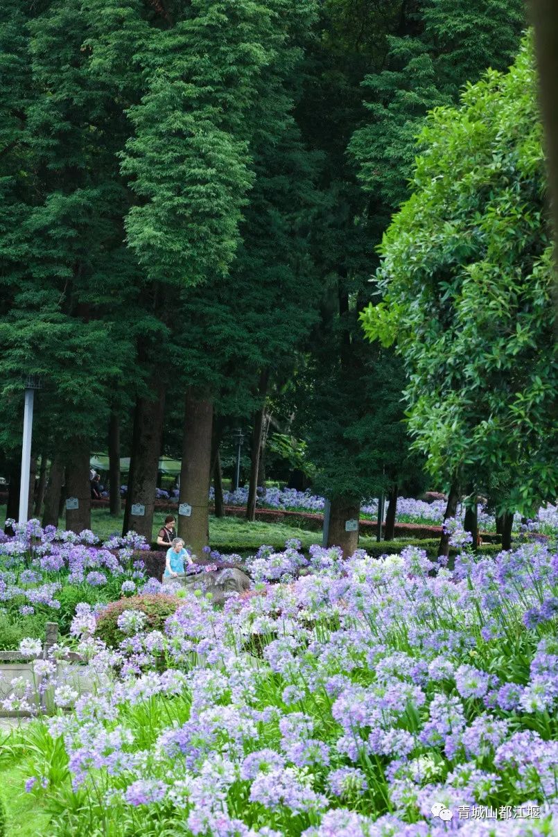 端午小长假怎么玩？水灵妹为你奉上超细致的都江堰深度游、休闲游、畅快游旅行攻略，绝对实用！
