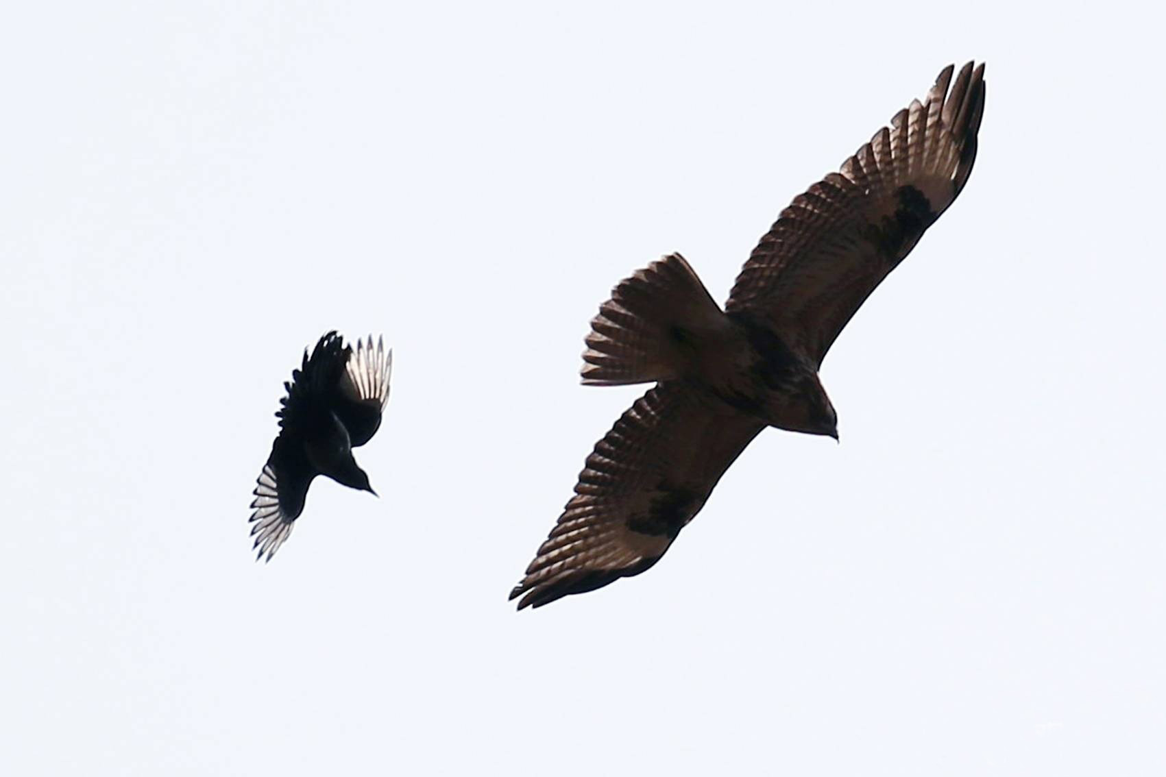 老鹰不吃喜鹊喜鹊为何没泛滥成灾,喜鹊很坏为何被视为吉祥鸟