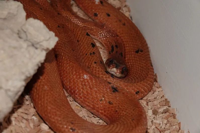 「原来欧洲有这么多种蛇？！」偷师卡塞尔的豢龙大师·下