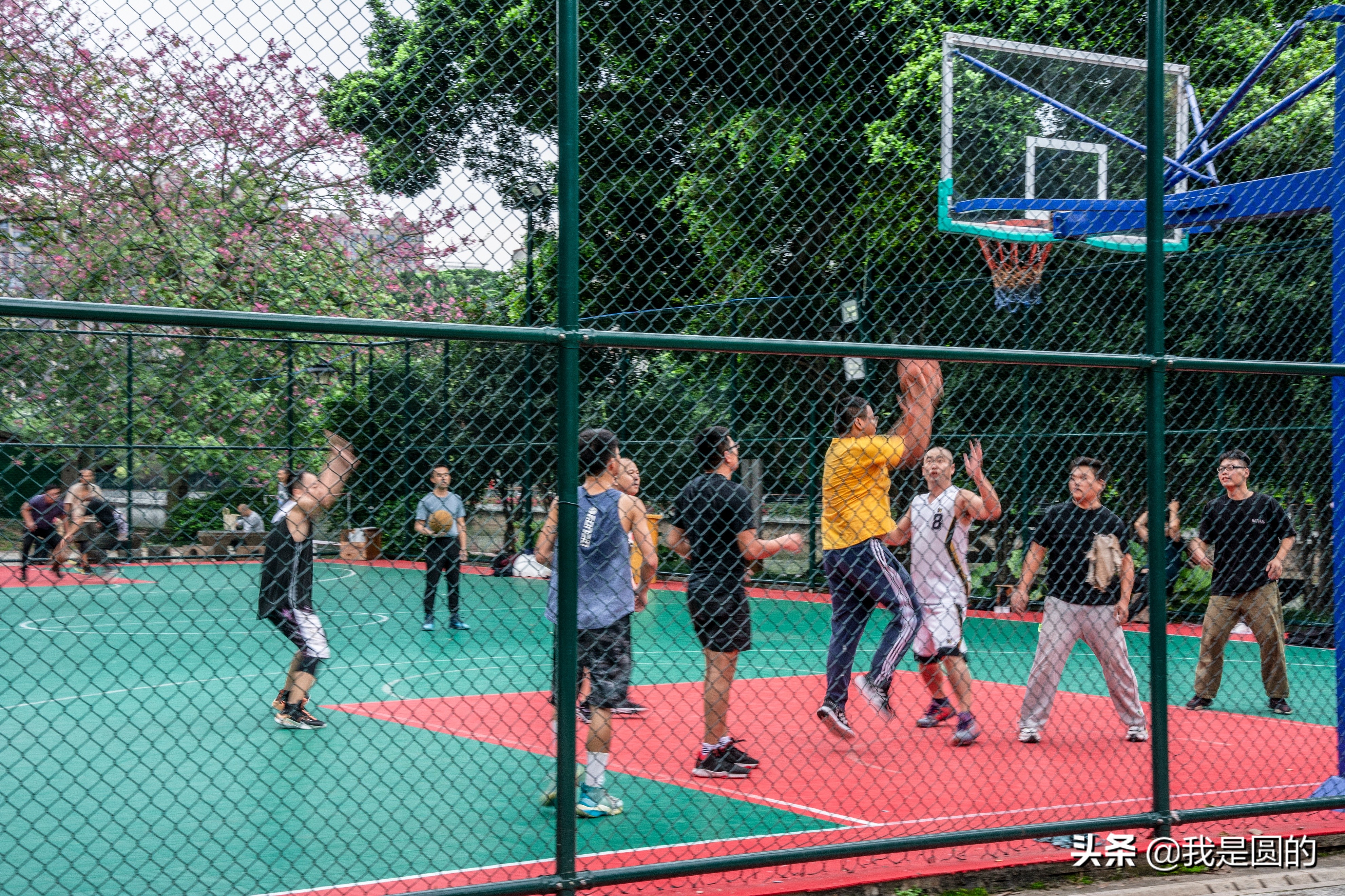 “五.一”树叶也很红（原创摄影+随笔300字）