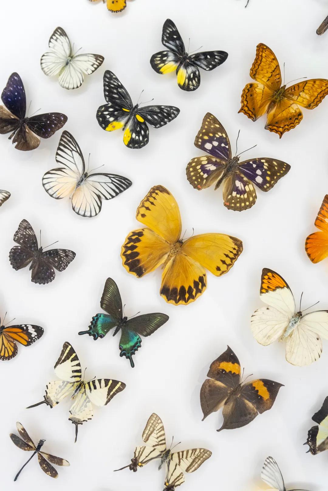 相约博物馆的感受,古生物博物馆南京