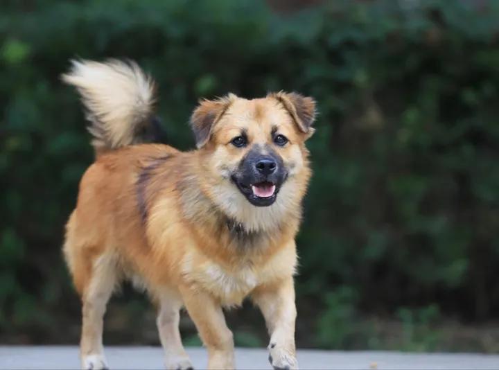 6种最聪明的狗狗你有没有养过呢,最受欢迎的10种狗狗排行榜