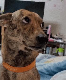 狗狗挨揍了出现应激反应,狗狗挨熊不服气