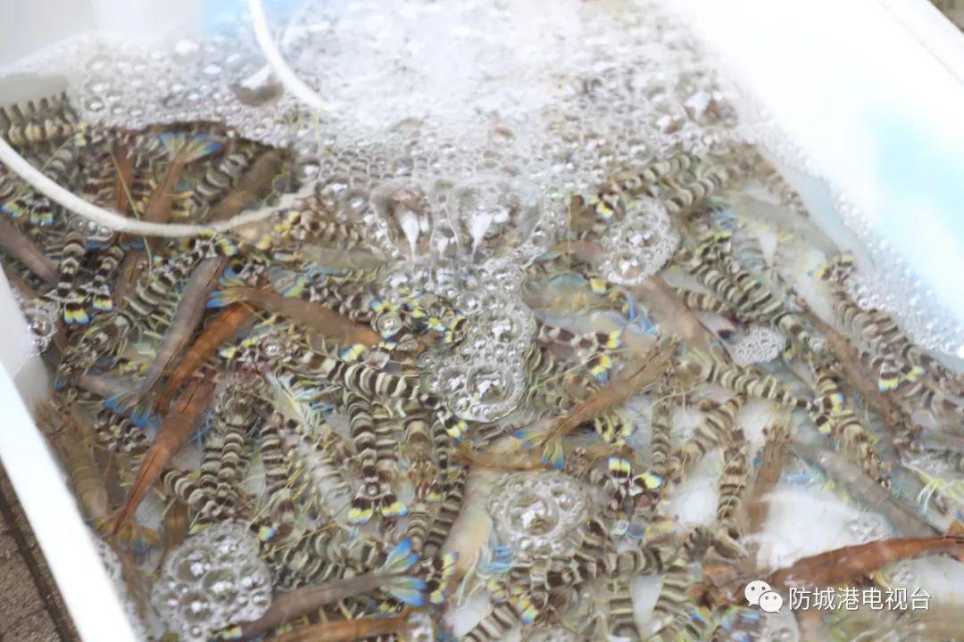 开海了一大波肥美海鲜上岸,开海去哪买海鲜