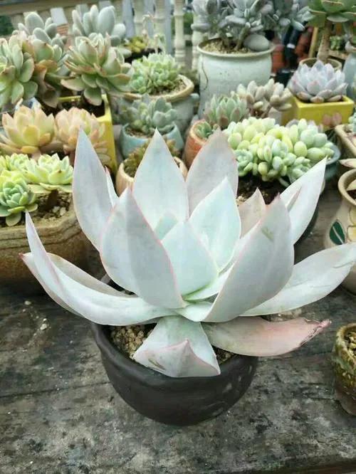 多肉仙女杯喜欢阳光吗,苹果叶仙女杯多肉如何养护