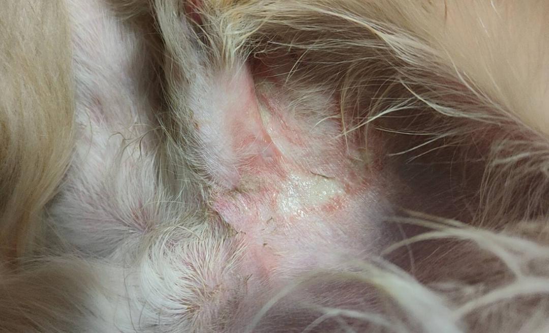 狗狗耳朵有脓用什么药,宠物医生狗狗耳螨