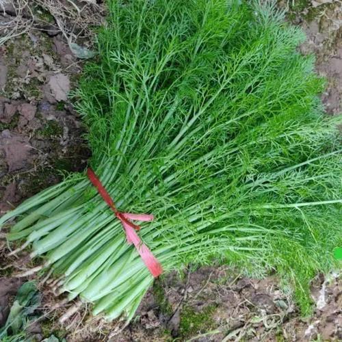 为什么南方的茴香与北方的不一样,茴香广东可以种吗