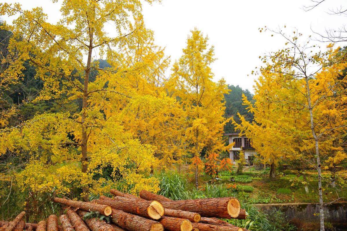 娓呰繙闊跺叧浜烘枃鍦扮悊,骞夸笢闊跺叧瀹㈠鍙よ抗
