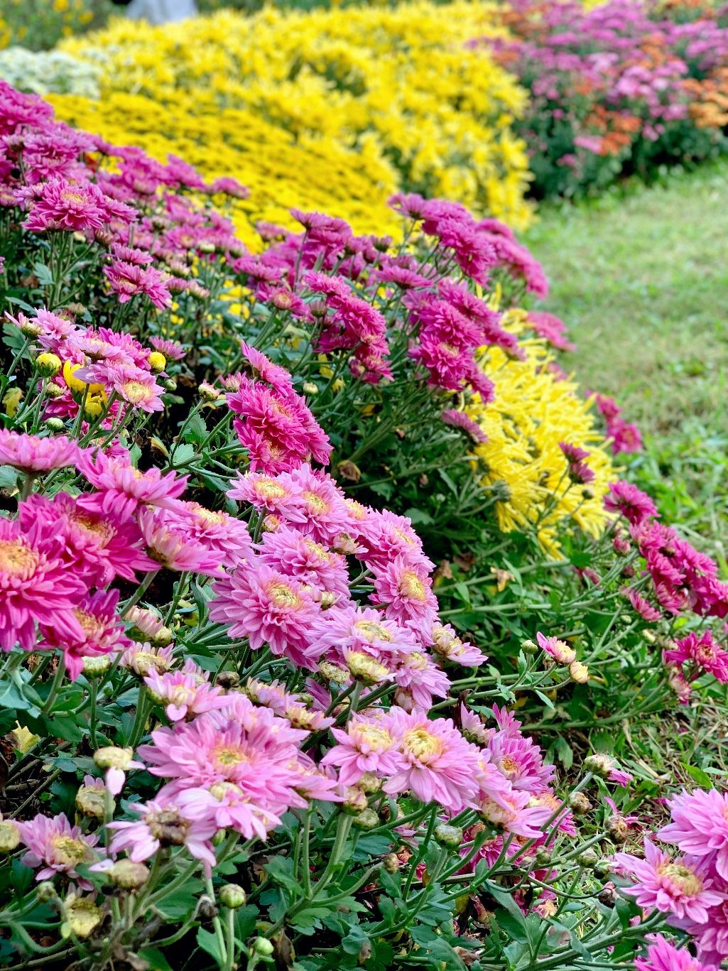 东湖公园赏菊花,深圳市东湖公园一年一季的菊花展