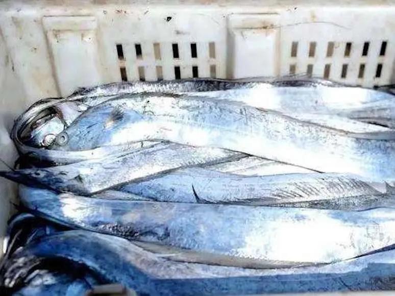 特大号新鲜带鱼,新鲜带鱼哪里买