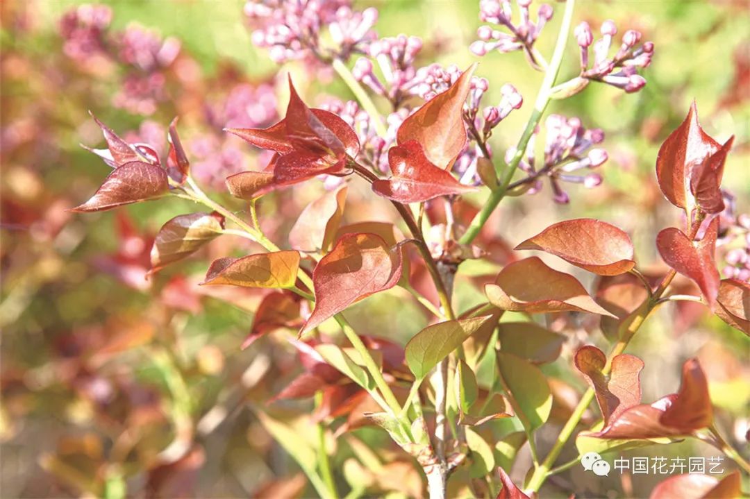 “全能型”乡土植物——丁香|“小众精英”专题