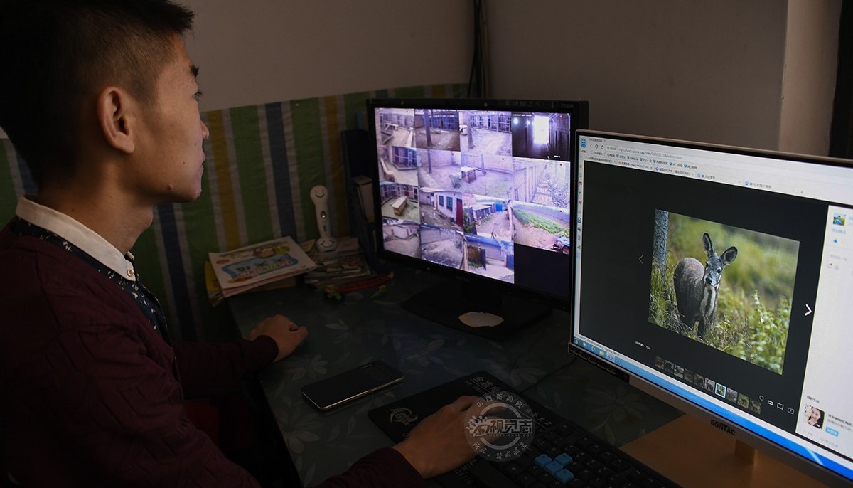 一只林麝一年能挣多少,一只林麝养殖一年一万元是真的吗