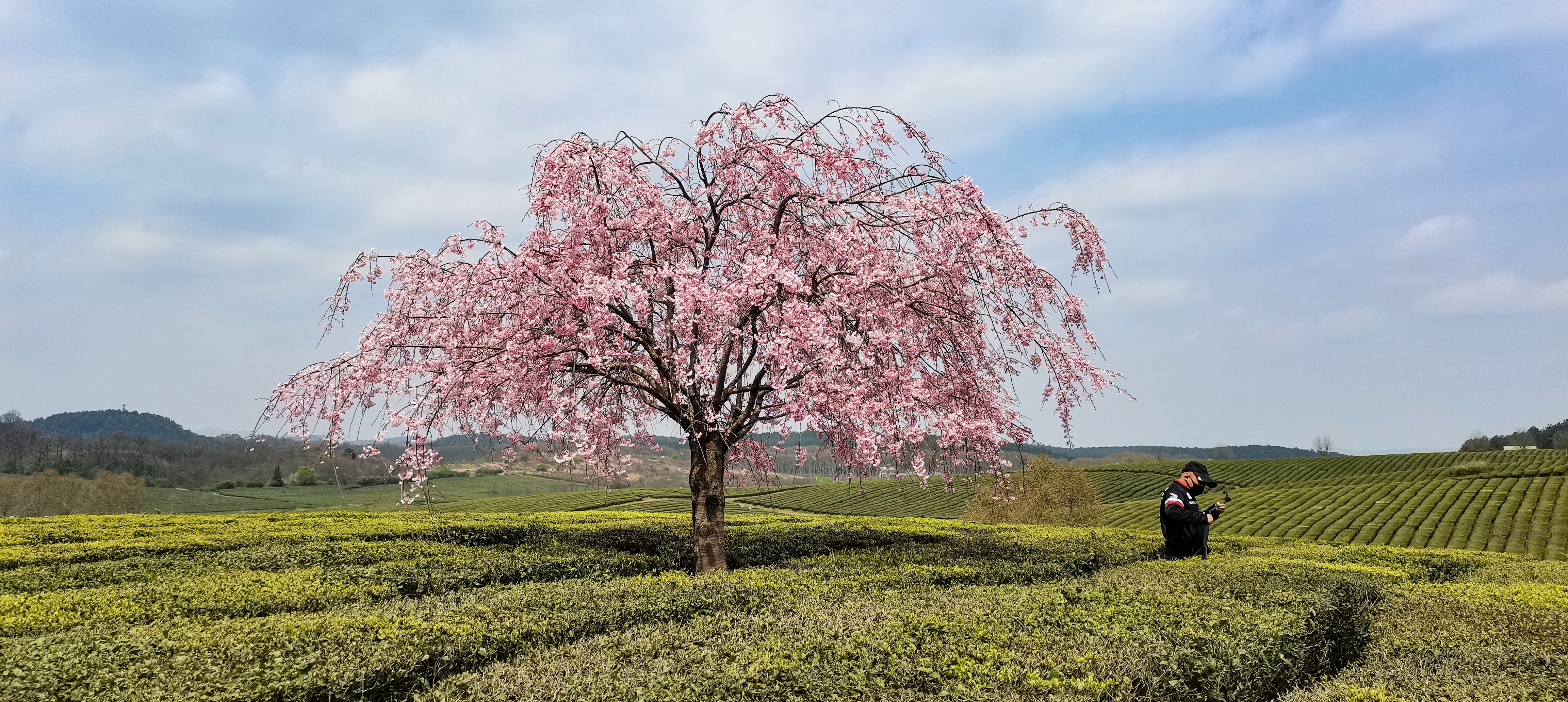 贵阳羊艾茶园风景,贵阳市羊艾茶场地址