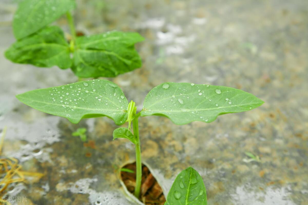 豆角怎么施肥,豆角秧施肥多了怎么办