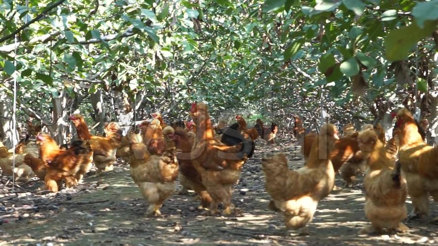 农村女孩进城打工，意外发现商机决定回家创业，一年却净赚4000万