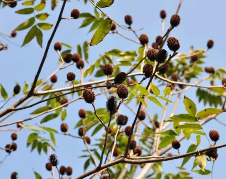 圆果化香有何化学成分？其活性分析有何成果？