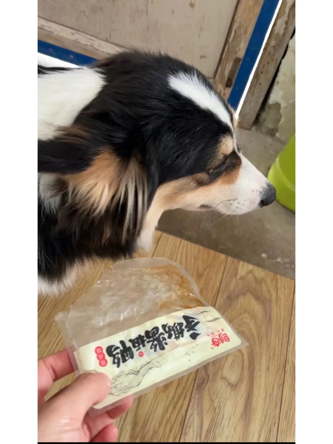 一晚上连炫16颗生鸡蛋，偷吃柯基秒变粑粑喷射“基”