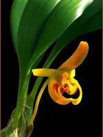 十种最有名的兰花图片,最美的100种兰花图片