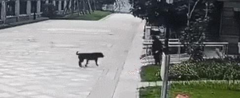 养罗威纳犬的真实经历,罗威纳犬真实传言