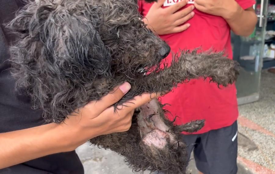 浑身湿淋淋的狗,浑身发臭的狗