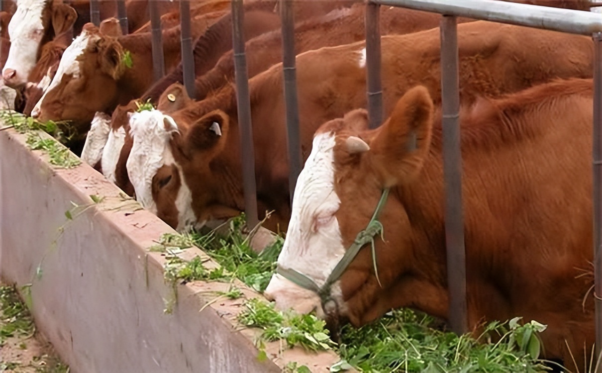 肉牛养殖技术西门塔尔牛养殖视频,生牛养殖和肉牛养殖的区别