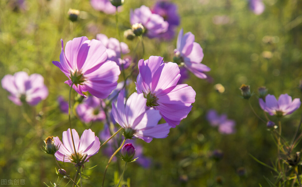 搬家三不扔是哪三样东西视频,搬家三不扔指的是什么