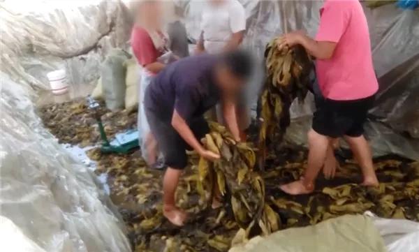 酸菜四川正宗老坛酸菜,老坛酸菜的酸菜制作过程曝光