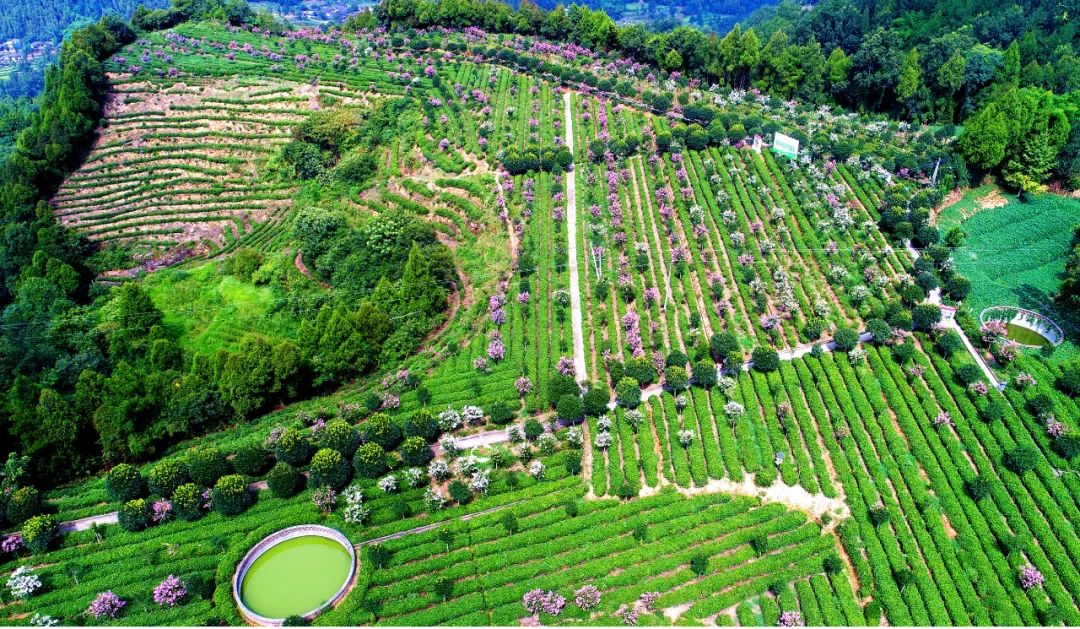 旺苍绿谷古道茶乡,旺苍千年古茶之乡