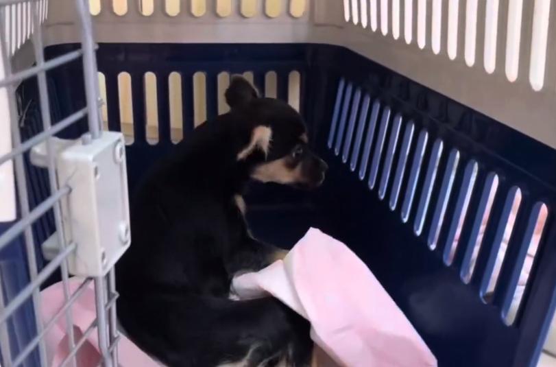 仅4，5个月大的吉娃娃，却因被人故意打伤，余生注定只能一直跪着