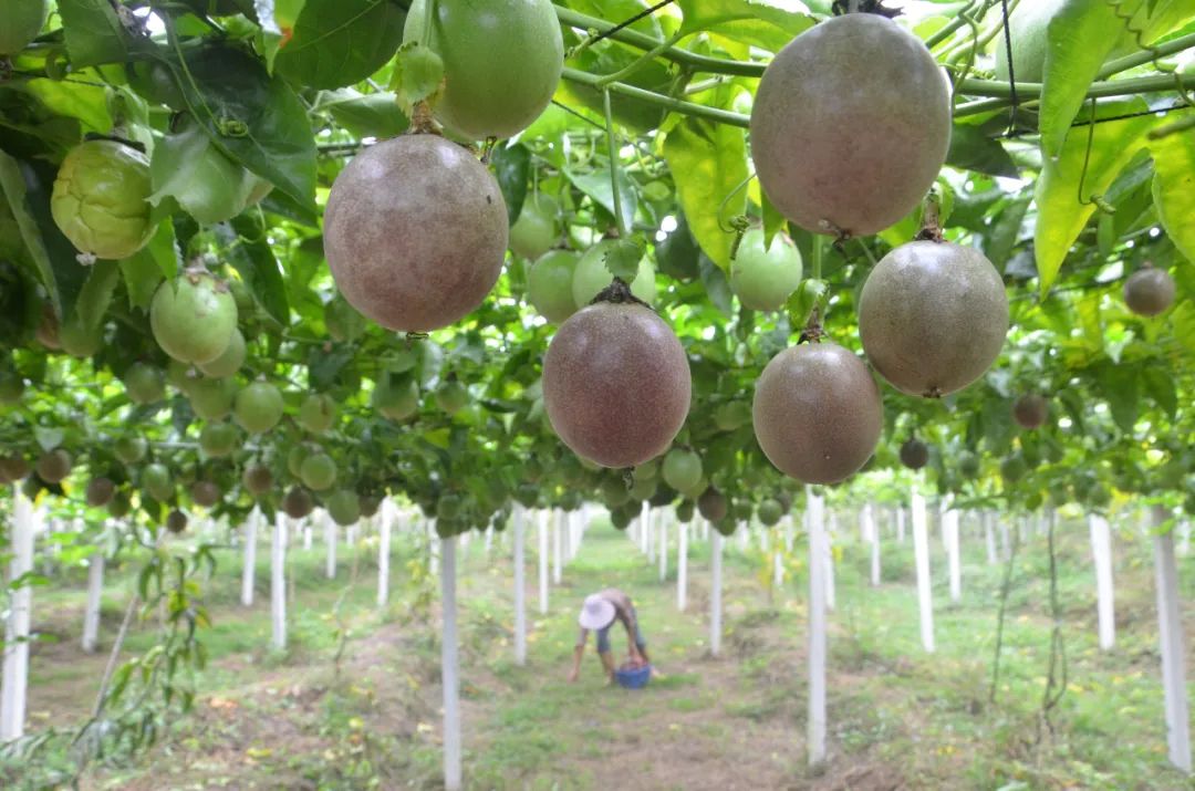 佛冈这十年：农业更强、农村更美、农民更富