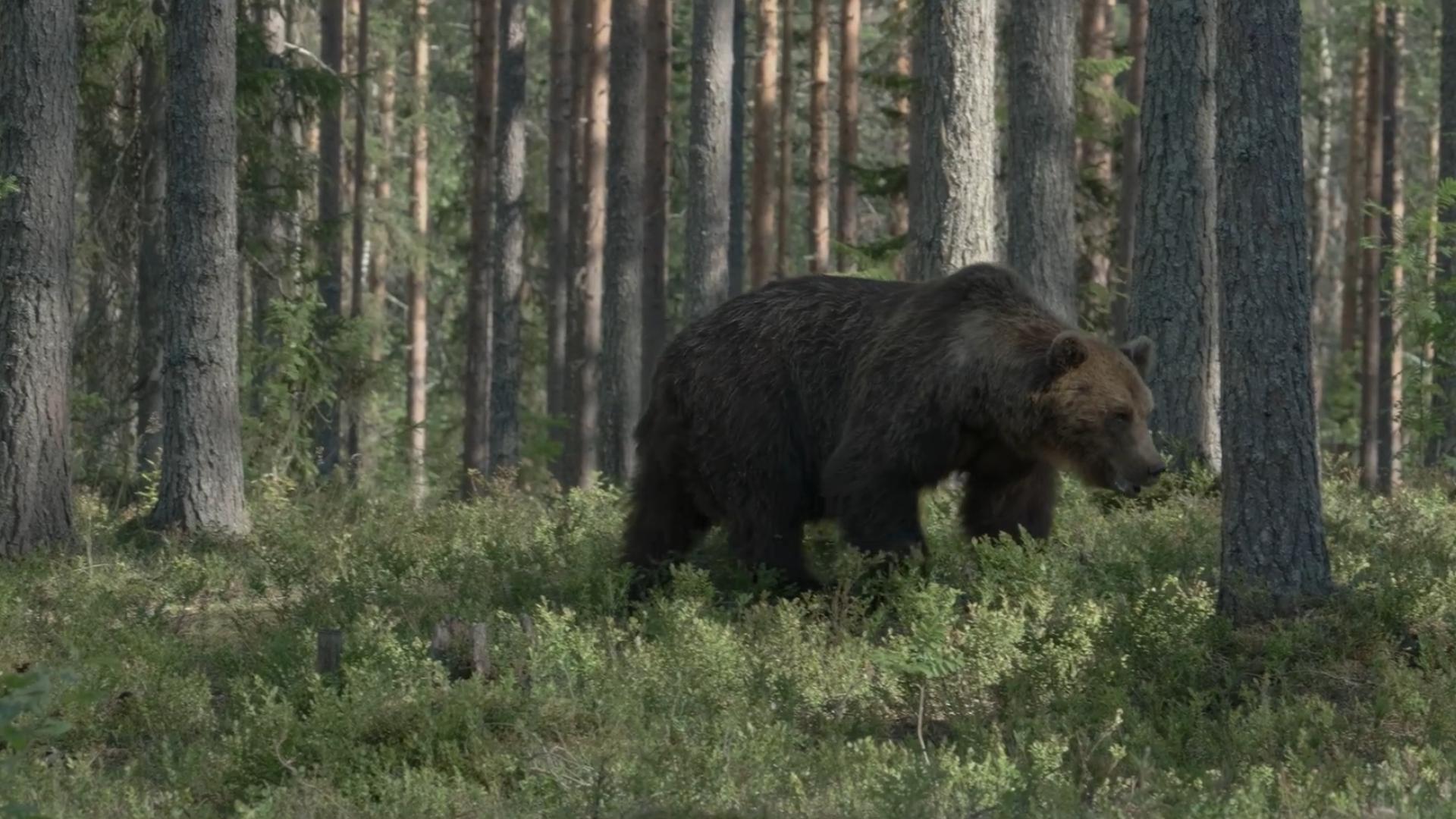 东北虎和东北棕熊谁厉害,东北虎和棕熊体重相同谁厉害