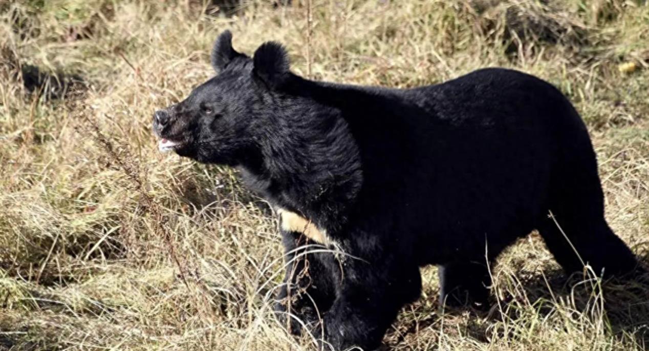 黑熊一巴掌威力测试,黑熊一巴掌力量有多大