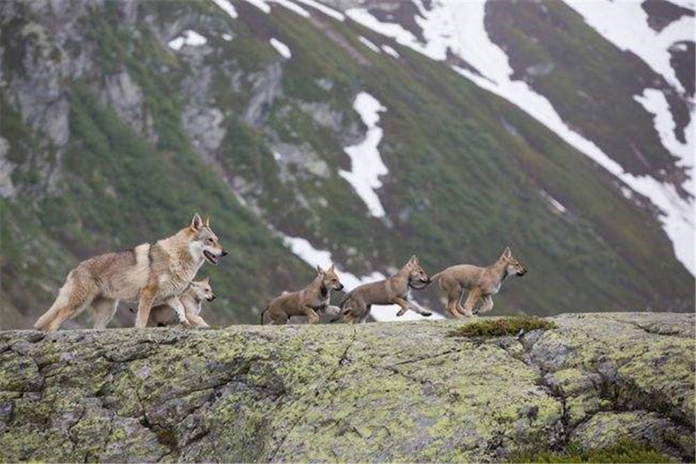 狼群中最低级的狼有交配权吗,狼群中的母狼都可以产子吗
