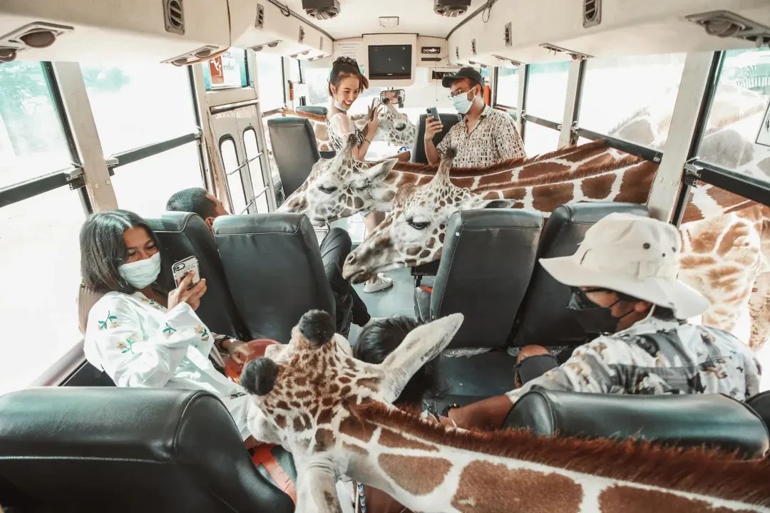 泰国曼谷旅游必去十大景区,泰国野生动物园亲子游