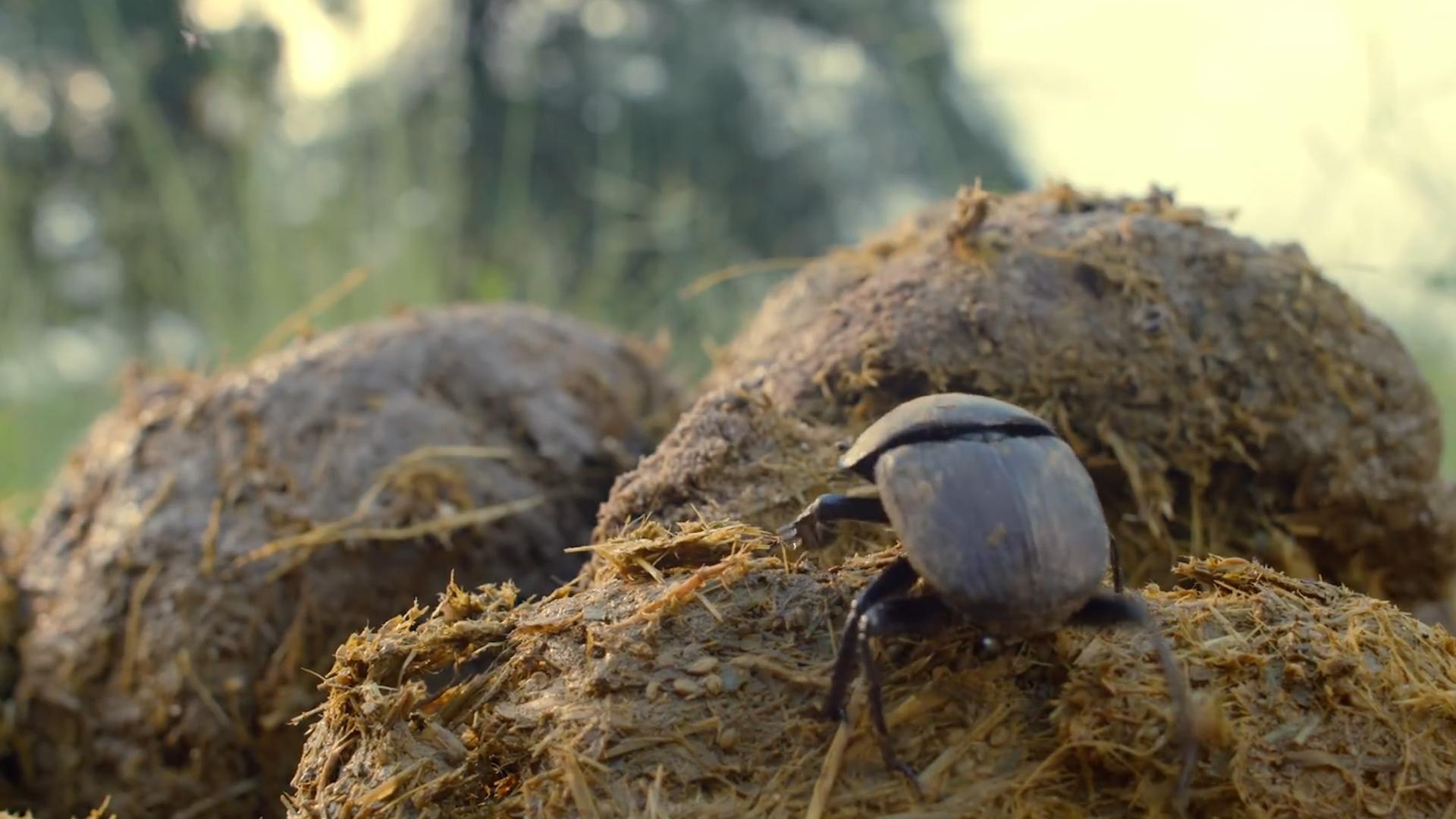 澳洲为什么进口屎壳郎,外国大量收购屎壳郎