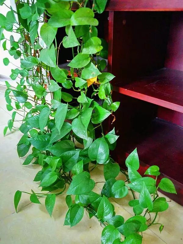 家居必备的几款高颜值中大型绿植,40款超治愈的家居绿植