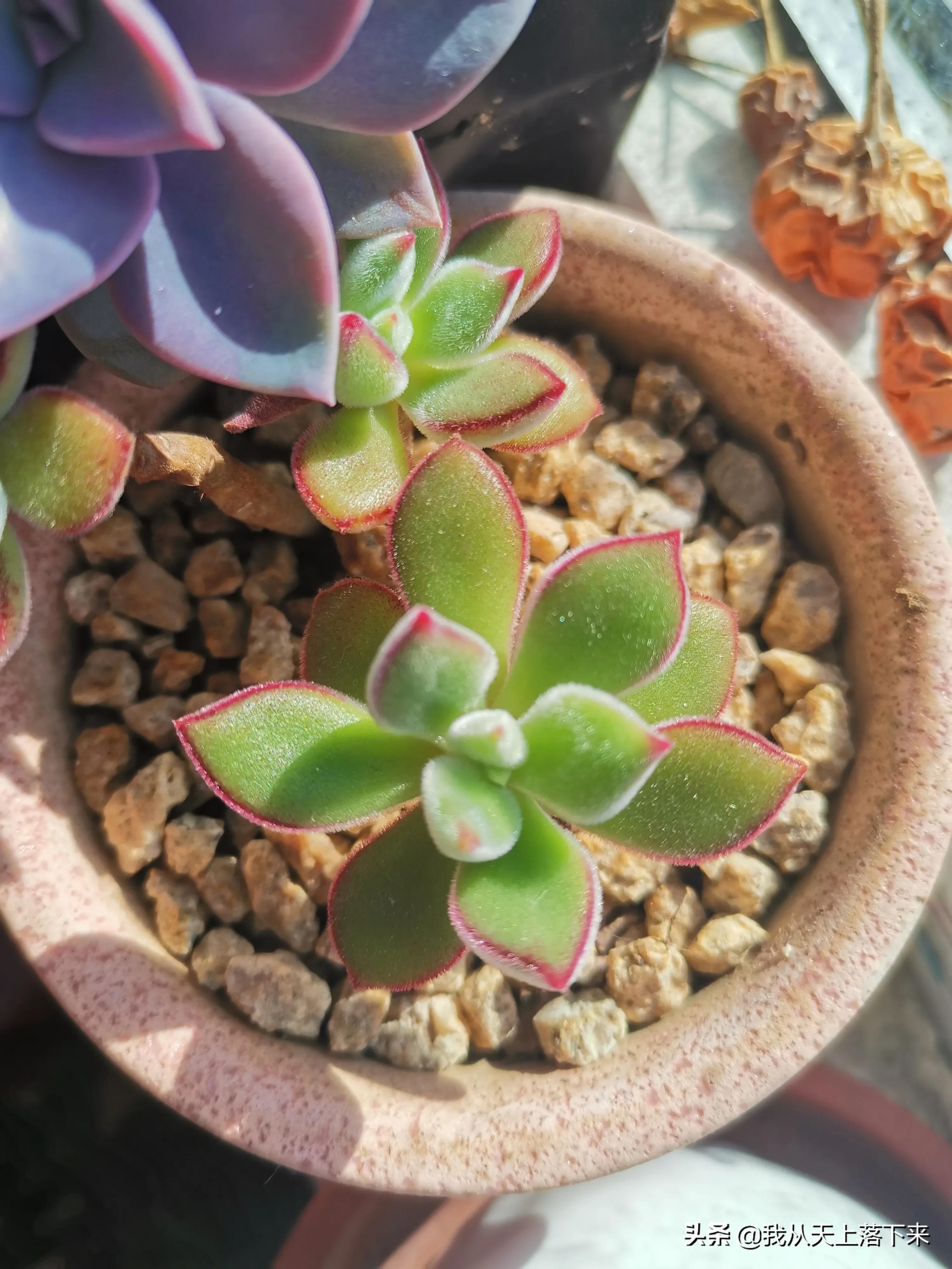 多肉品种及图片大全欣赏,多肉品种辨别图片大全欣赏