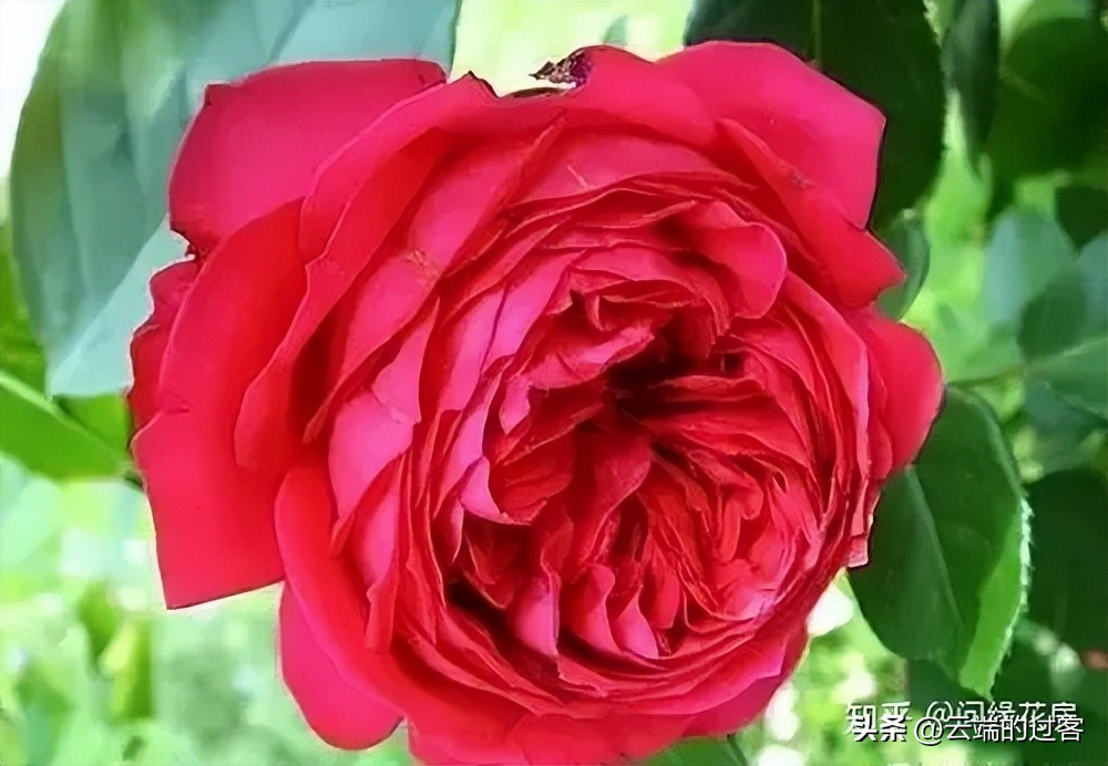 1到99朵玫瑰的含义图片,1到99朵玫瑰花语是什么