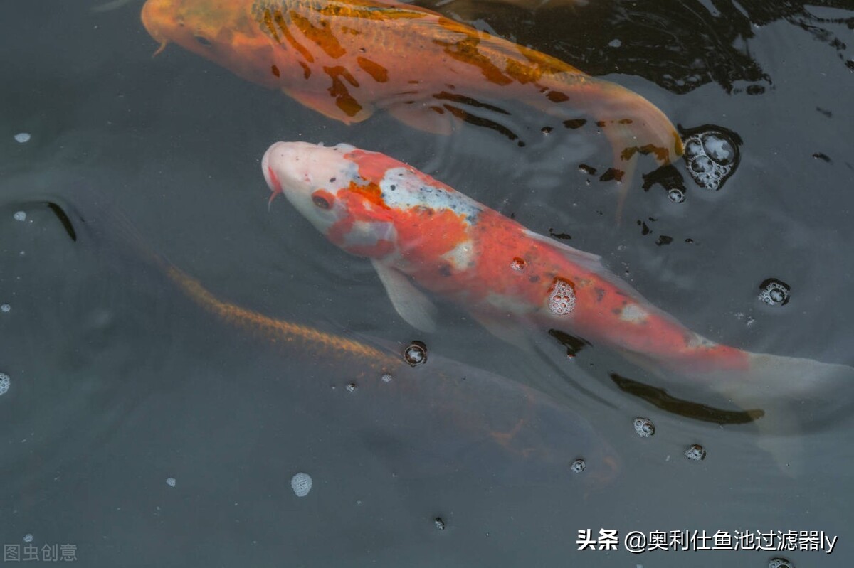 锦鲤鱼池水面有泡沫怎样解决,锦鲤鱼池水面起泡