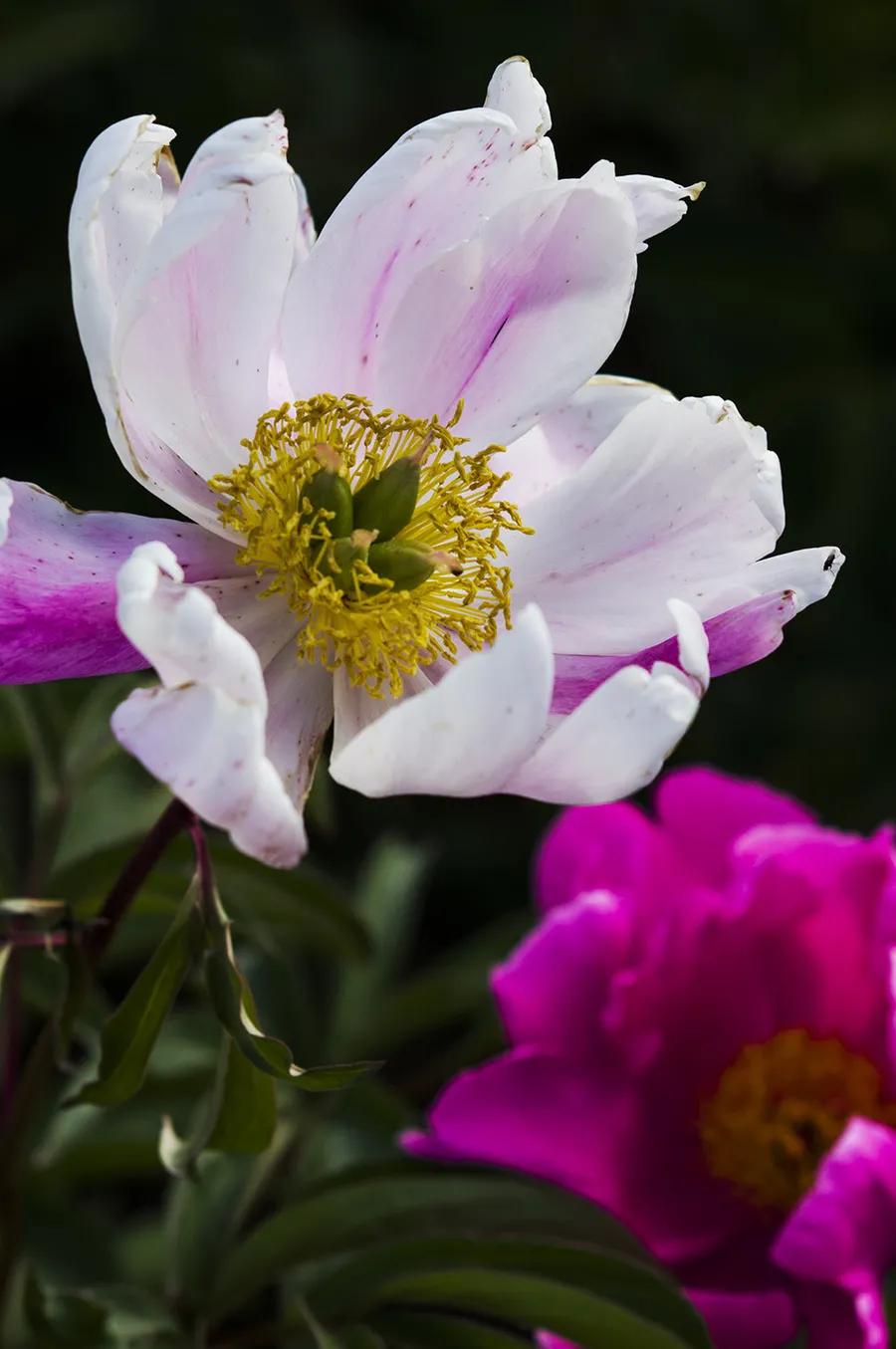 鐧借妽鏄嵂鏉愬悧,鑽潗鐧借妽璋佹敹