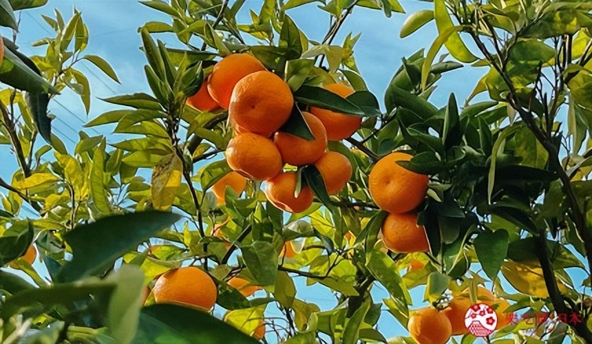 佐贺太良町、有田町旅行，搭「双星4047」观光列车吃竹崎蟹